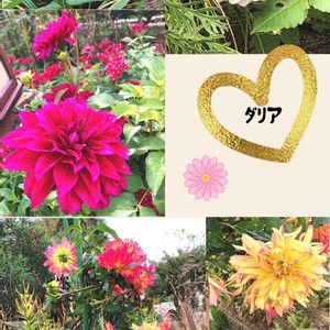 ダリア,ダリア,花言葉,今日のお花,GSの繋がりに感謝♡の画像