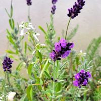 ミリオンベル,イングリッシュラベンダー,紫色,花のある暮らし,秋の気配の画像