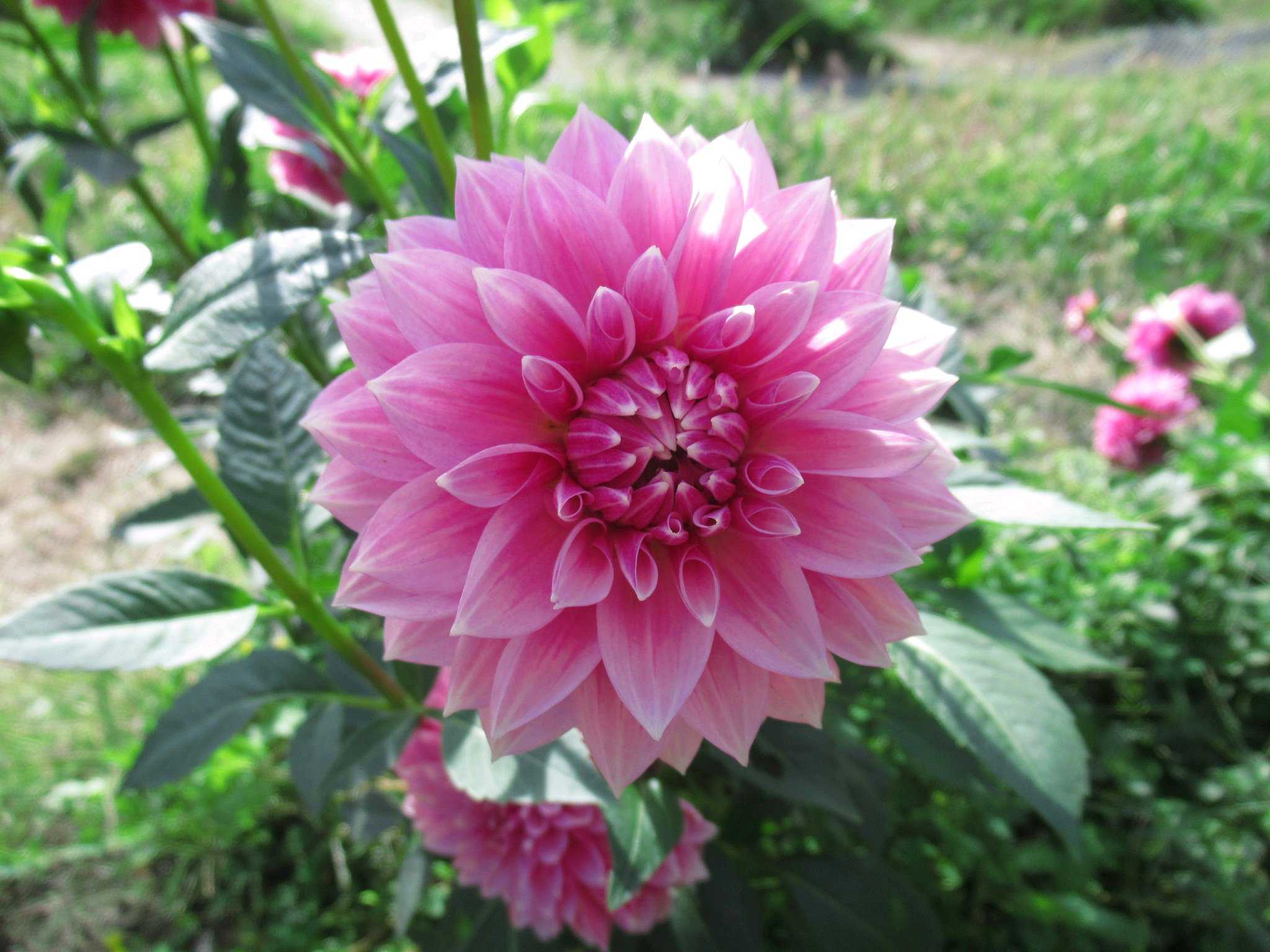 黒川ダリヤ園 2024｜🍀GreenSnap（グリーンスナップ）