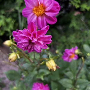 ダリア,ダリア,種蒔からのダリア,今日の花,スマホで撮影の画像