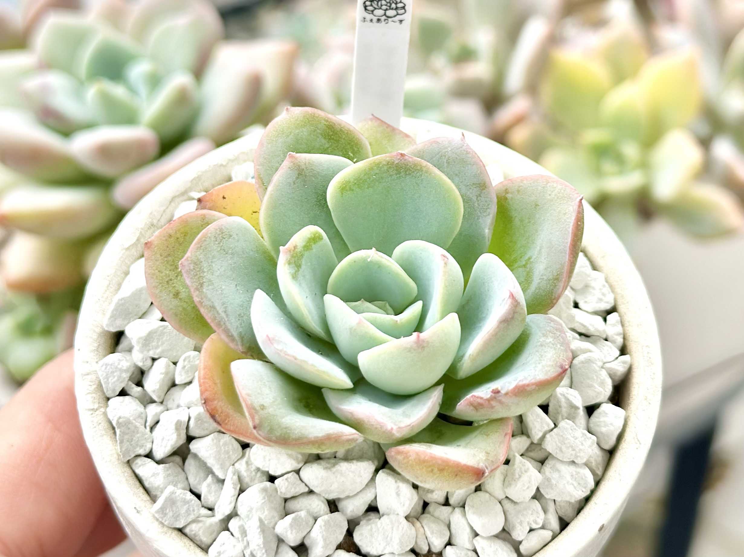 【チャンフィ苗@1980】キスミー(5頭) チャンフィ苗@1980】キスミー(5頭) - メルカリ