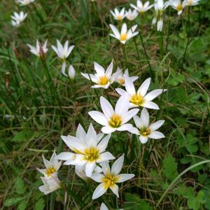 ゼフィランサス,タマスダレ,雑草,山野草,野草の画像