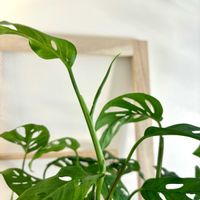 マドカズラ,マドカズラ,観葉植物,初心者の画像