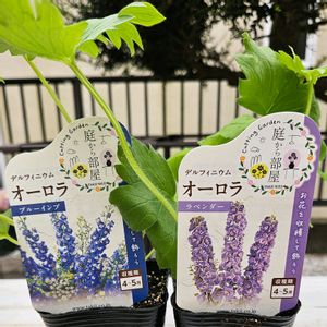 デルフィニウム,鉢植え,プランター,ガーデニング初心者,園芸初心者の画像