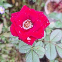 ミニバラ,ミニバラ,ジュズサンゴ,ショウリョウバッタ！,可愛いの画像