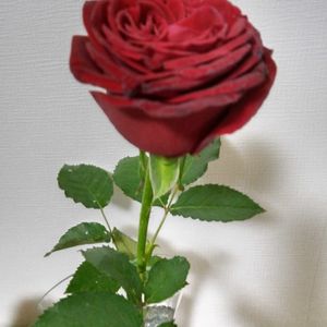 真っ赤な薔薇,リビング,静かな夜,ランチの後に,どんぐりの一日の画像