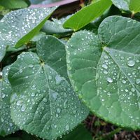 ハナズオウ,小雨,水玉雨雫の画像