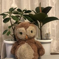 ガジュマル,フィカス ソフィア,観葉植物,わが家の観葉植物❢,観葉植物がスキの画像