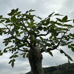 ブルセラ ファガロイデス,多肉植物,観葉植物,塊根植物,実生の画像