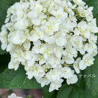 バイカウツギ,アナベル,花木,落葉低木,アジサイ科の画像