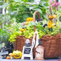 ビオラ,ビオラ　ハロウィーンパーティー,寄せ植え,多肉植物,ガステリアの画像