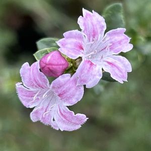 可愛い,山野草,ピンクの花,放置栽培,山野草大好きの画像