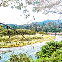 サクラ,さくら サクラ 桜,京都,川のある風景,さくら 桜 サクラの画像