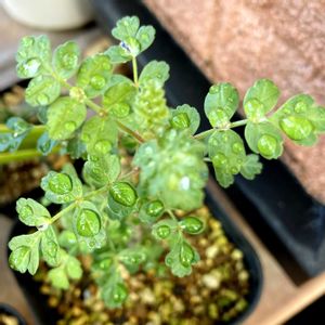 Pachycormus discolor.,実生,ウルシ科,植物のある暮らし,植中毒の画像