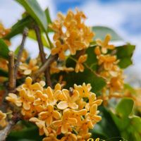 キンモクセイ,キンモクセイ,山野草,季節の花,好きな香りの画像