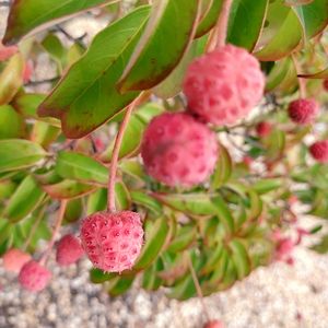 山ぼうし,山口県民,スマホ撮影,かわいい実,ピンクの実の画像