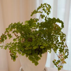 アジアンタム,シダ,観葉植物,ダイニングテーブル,植木鉢の画像