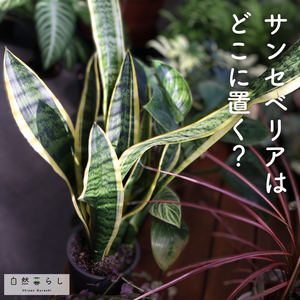 サンスベリア,観葉植物,植物のある暮らし,肥料,自然のある暮らしの画像