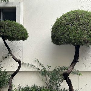 ハイビスカス,植栽,小さな庭,お出かけ先の画像