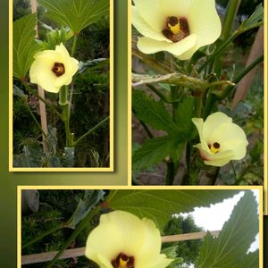 夏野菜,家庭菜園。,元気なオクラ,最後のオクラの花,最後の野菜の収穫の後に咲いた花の画像