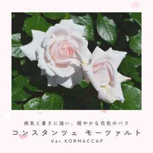 バラ,ピンクのバラ,バラ、薔薇、ばら,バラ　コンスタンツェ　モーツァルト,ニュアンスカラーの画像