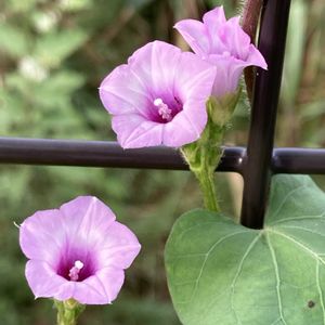 ホシアサガオ,ホシアサガオ,小さな花,つる性植物,裏庭の画像