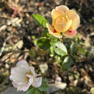 北海道,バラ・ミニバラ,バラを楽しむ,バラが好き,ばら バラ 薔薇の画像