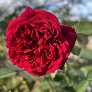 薔薇,バラ　シラノ ド ベルジュラック,バラ　シラノ ド ベルジュラック,お庭,マイガーデンの画像