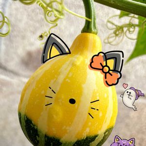 カボチャ,ビタミンカラー,꒰ღ˘◡˘ற꒱かわゅ~,自家製野菜,実家の畑の画像