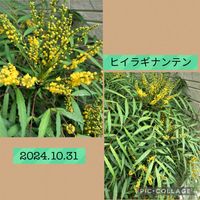 ヒイラギナンテン,花のある暮らし,お花大好き♡,玄関アプローチの画像