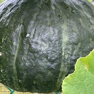 カボチャ,花壇,ガーデニング,自家製野菜,ウリ科の画像