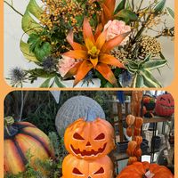 グズマニア,カボチャ,美しい,ハロウィン,今日のお花の画像