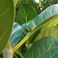 フィカスベンガレンシス,フィカス ベンガレンシス,フィカス ベンガレンシス,観葉植物,植物のある暮らしの画像