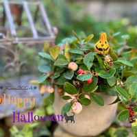 チェッカーベリー,赤い実,花のある暮らし,ハロウィン,癒し…♡の画像