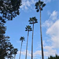 ヤシの木,いつもの公園,半分そら,頑張れ　大谷翔平選手,大谷選手おめでとう＼(^o^)／の画像