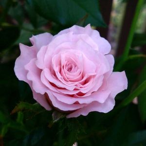 薔薇,薔薇,薔薇ラ・マリエ,花のある暮らし,テラスの画像