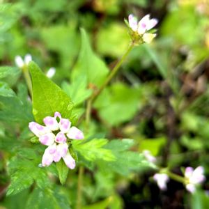 ミソソバ,かわいい雑草,花のある暮らし,今日のお花,庭の画像