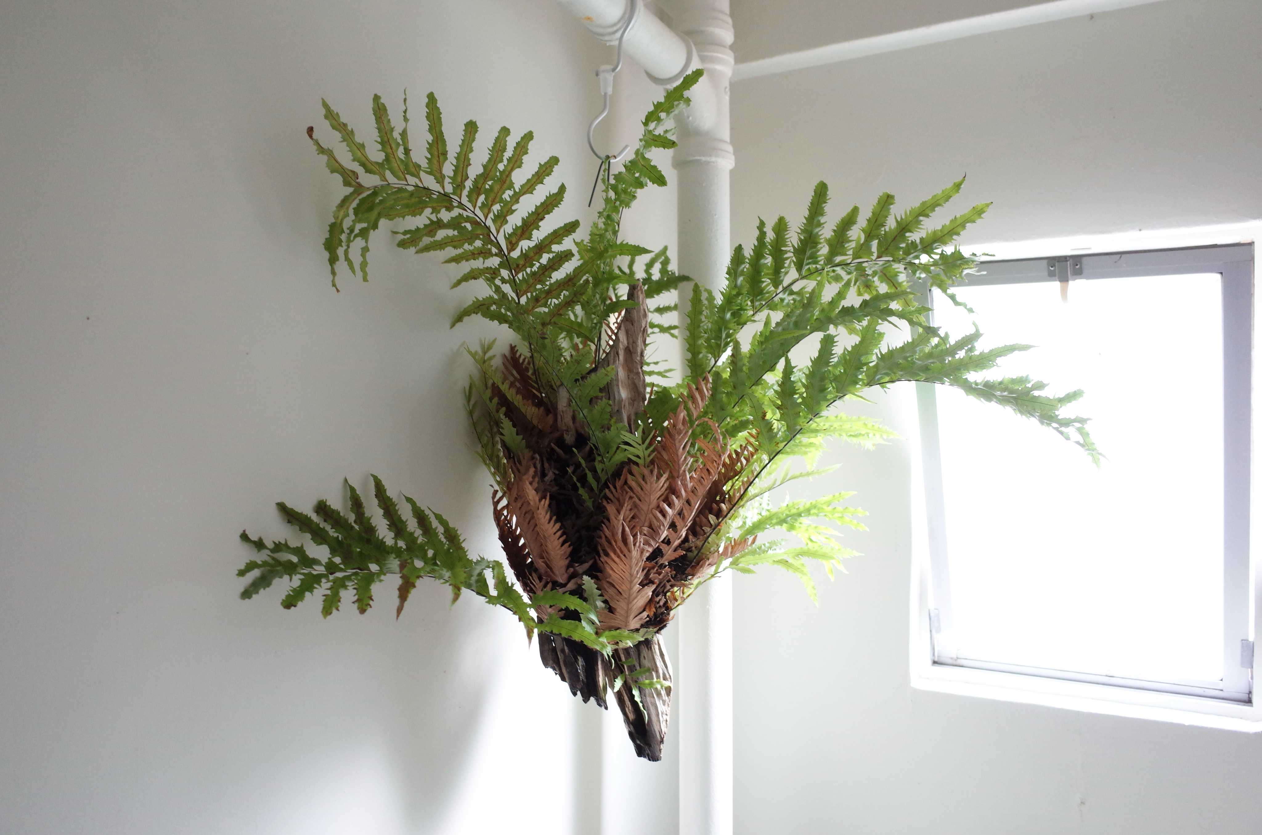 ドリナリア属の一覧｜🍀GreenSnap（グリーンスナップ）