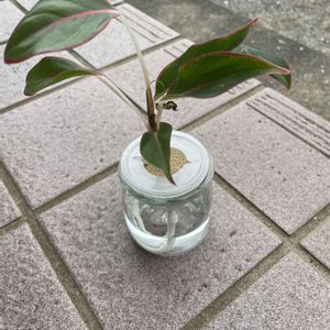 観葉植物,水耕栽培,カラーリーフ,ダイソー出身,植物中毒の画像