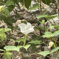 ヨルガオ,牧野植物園,素敵な出会い,季節を楽しむ,胸キュンの画像