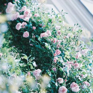 バラ,今日の一枚,花のある暮らし,フィルムカメラ,今日のお花の画像