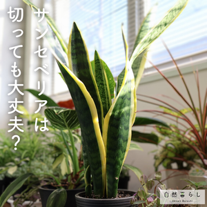 観葉植物,植物のある暮らし,肥料,自然のある暮らし,観葉植物のある暮らしの画像