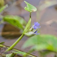 コナギ,田んぼ,11月,湿地,野草好きの画像