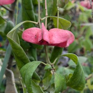 花のある暮らし,今日のお花,花いろいろ,おうち園芸,棚の画像