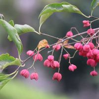 マユミ,キノコ,カクレミノ,カルガモ,水鳥の画像