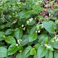 アイ,季節の花,花のある暮らし,旅先,お出かけ先の画像