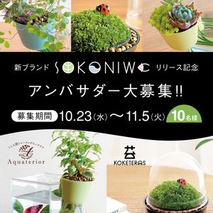 観葉植物,アクアリウム,苔テラリウム,ハンギングプランター,植物のある暮らしの画像