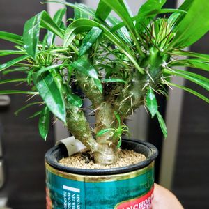 パキポディウム,パキポディウム・ラメリー,多肉植物,観葉植物,塊根植物の画像