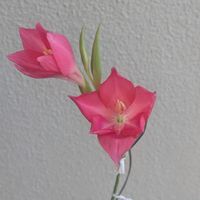 グラジオラス,球根,球根植物,花のある暮らし,園芸男子の画像