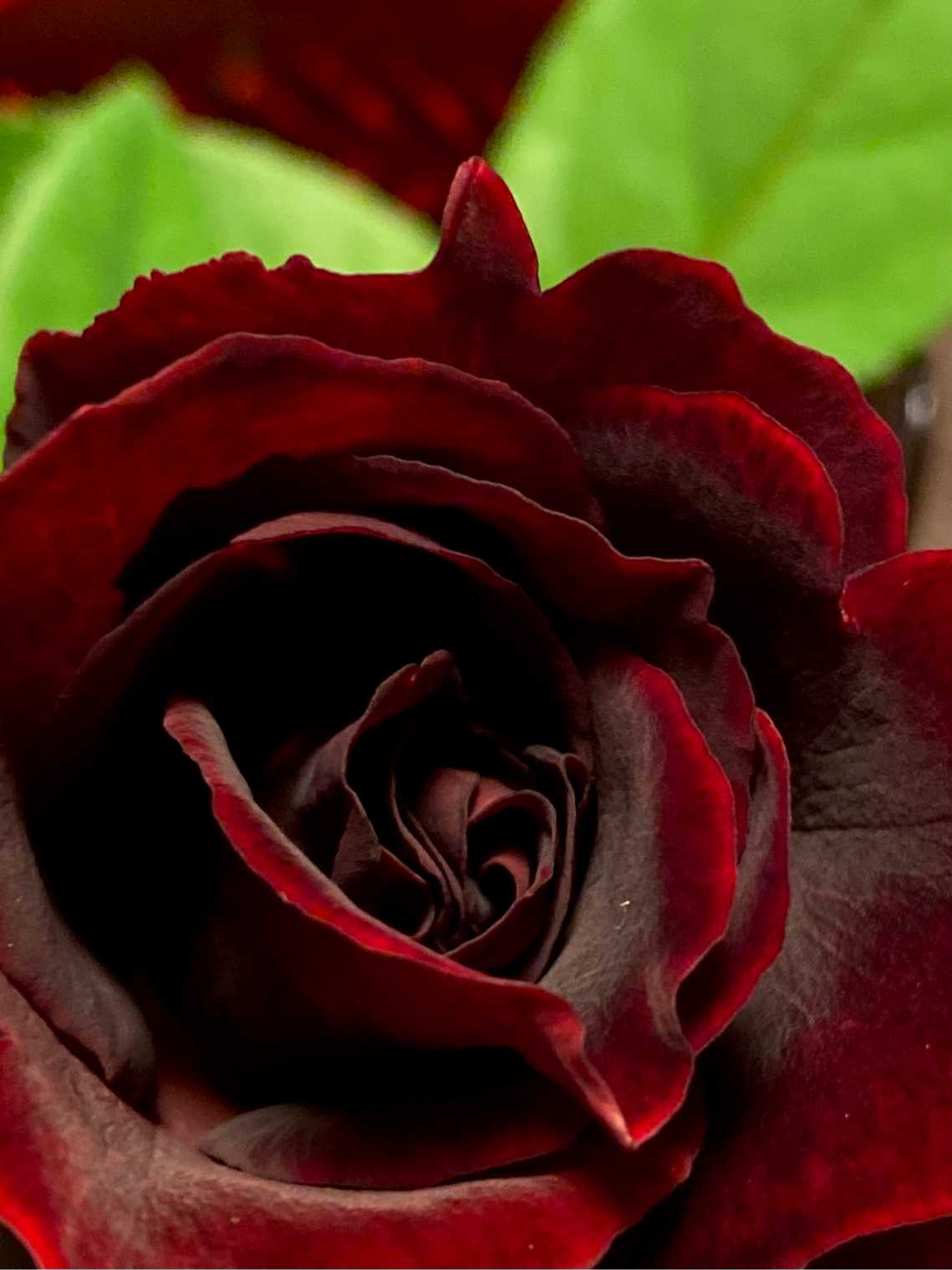 薔薇黒真珠をマンションベランダで育てる。この蕾はバラ園で撮影した